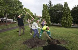 Plantando árboles para compensar la huella de carbono